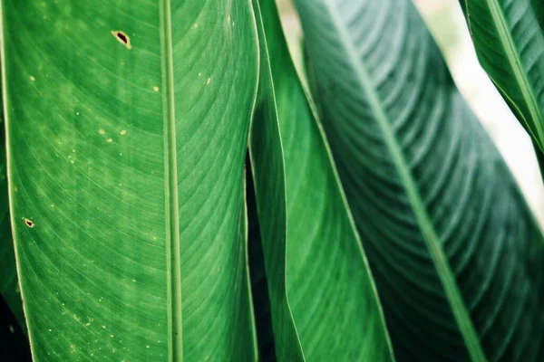 Bela Folhas Tropicais Verdes — Fotografia de Stock