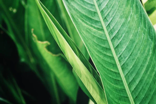 Bello Foglie Tropicali Verdi — Foto Stock