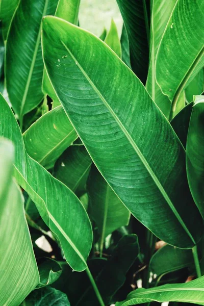 Bello Foglie Tropicali Verdi — Foto Stock