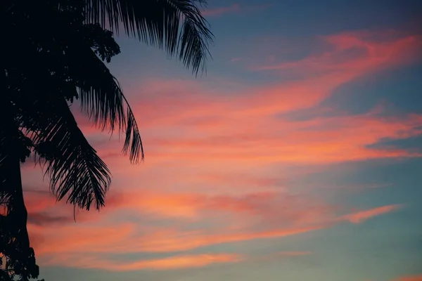 Тінь Кокосового Листя Захід Сонця — стокове фото