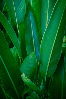 Yeşil tropik yaprakların güzelliği