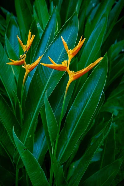 Beautiful Flowers Tropical Leaves — Stock Photo, Image