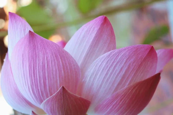 Rosafarbene Lotusblume Und Blätter — Stockfoto
