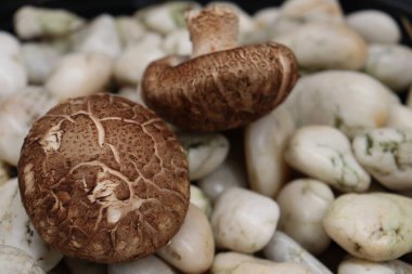 Taş zeminde Shiitake mantarı