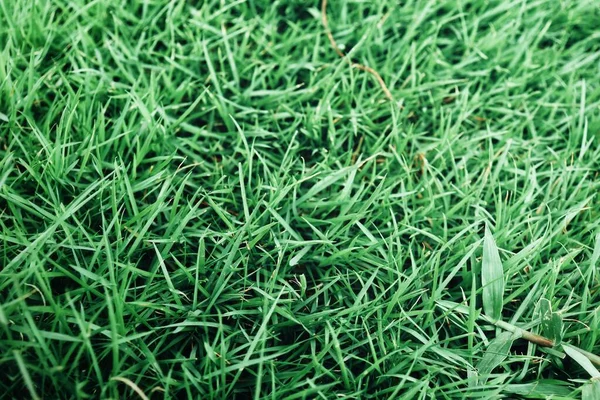 Zielona Trawa Roślina Tło Tekstury — Zdjęcie stockowe