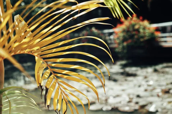 Belle Feuilles Tropicales Séchées — Photo