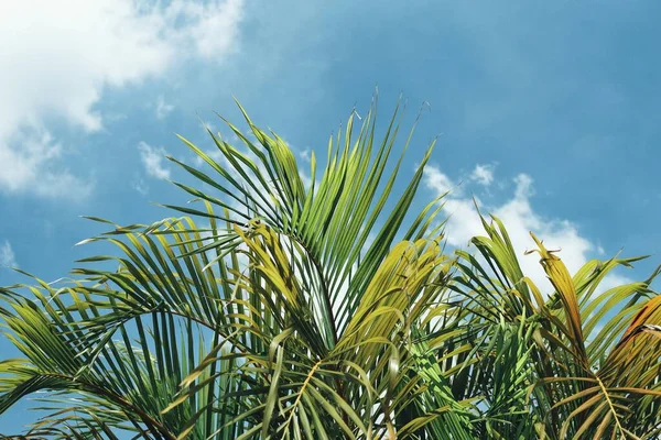 Prachtig Van Groene Tropische Bladeren Lucht — Stockfoto