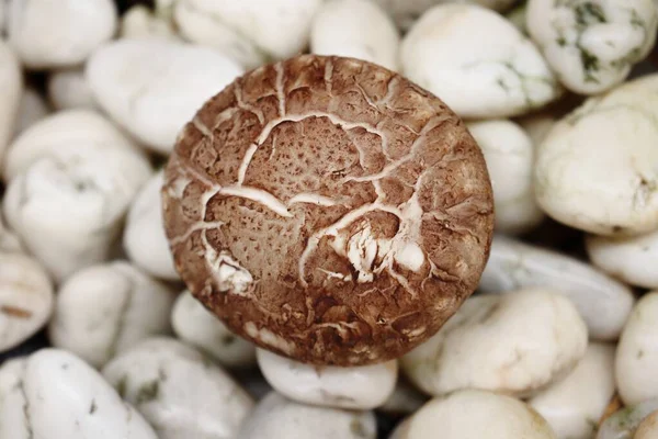 Shiitake Mushroom Stone Background — Stock Photo, Image