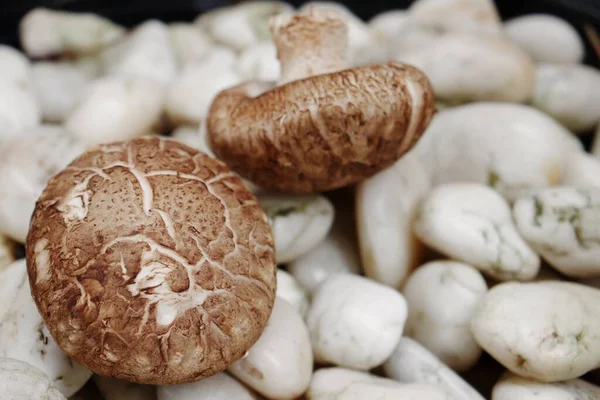 Cogumelo Shiitake Fundo Pedra — Fotografia de Stock