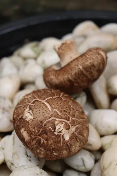 Fungo Shiitake Sfondo Pietra — Foto Stock