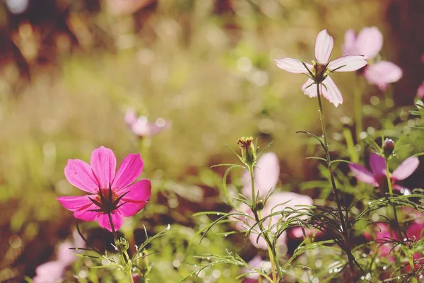 Pink Cosmos Flowers Vintage Style — Stock Photo, Image