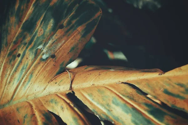 Beautiful Dried Tropical Leaves — Stock Photo, Image