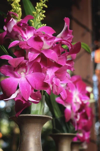 Hermosa Flores Orquídea Rosa Jarrón — Foto de Stock