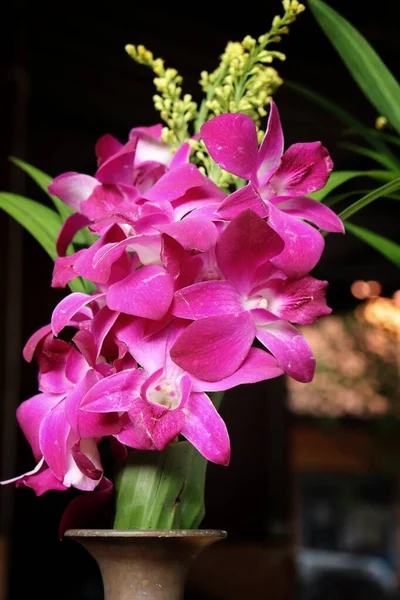 Primer Plano Flores Orquídea Rosa — Foto de Stock