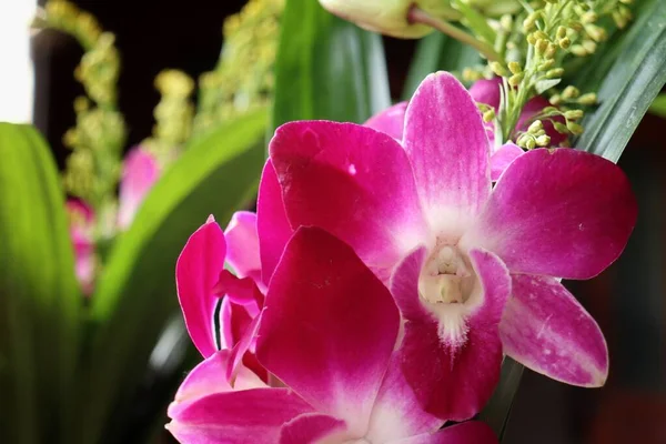 Close Pink Orchid Flowers — Stock Photo, Image