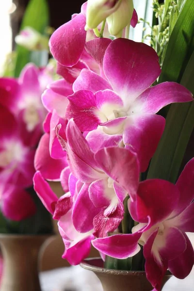 Gyönyörű Rózsaszín Orchidea Virágok Egy Vázában — Stock Fotó