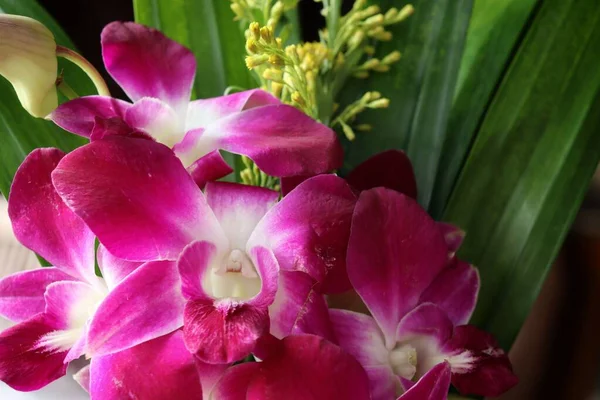 Rózsaszín Orchidea Virágok Közelsége — Stock Fotó
