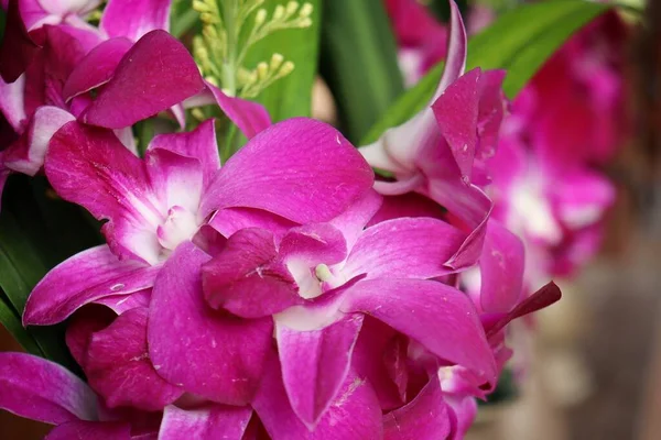 Rózsaszín Orchidea Virágok Közelsége — Stock Fotó