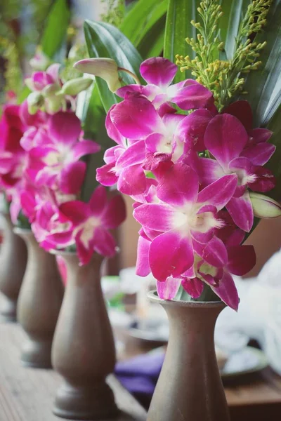 Hermosa Flores Orquídea Rosa Jarrón — Foto de Stock