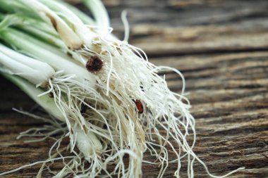 Ahşap arka planda yeşil taze soğan