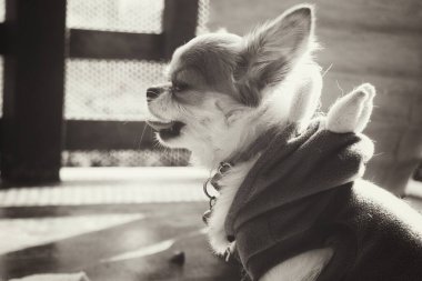 Siyah beyaz chihuahua köpeği