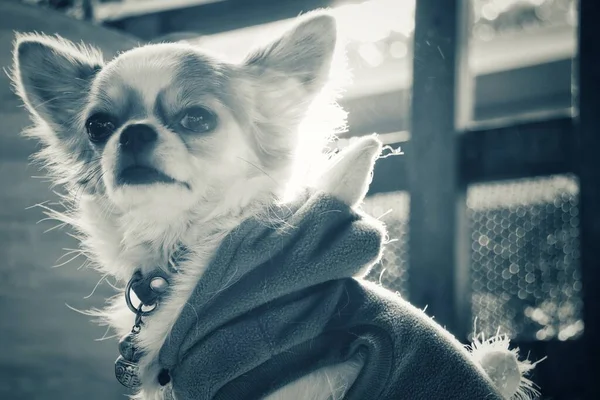 Cane Chihuahua Bianco Nero — Foto Stock