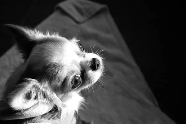 Chihuahua Noir Blanc Chien — Photo