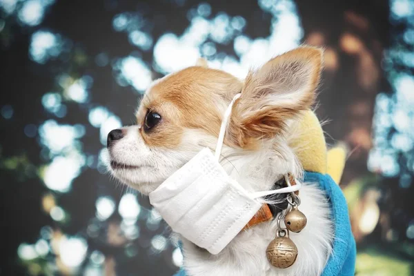 Pies Maską Medyczną Covid — Zdjęcie stockowe