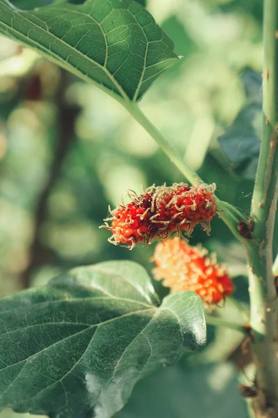 Maulbeere Und Blätter Baum — Stockfoto