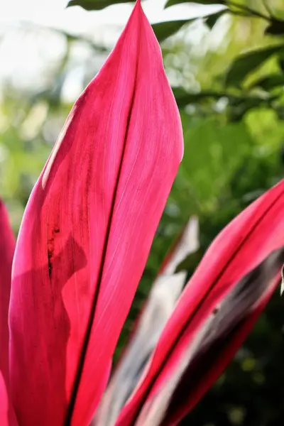 Hermosa Hojas Tropicales Rojas —  Fotos de Stock