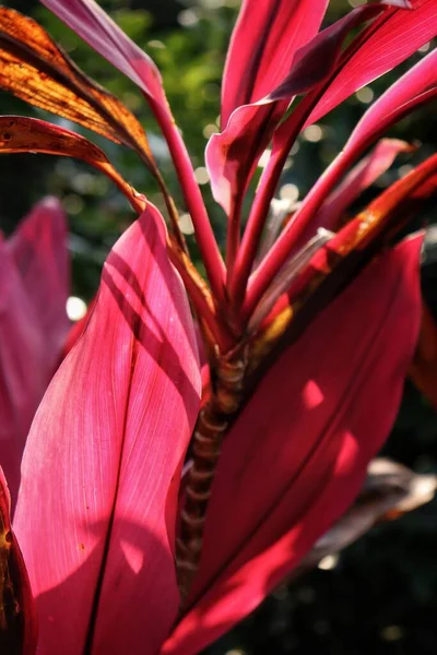 Hermosa Hojas Tropicales Rojas —  Fotos de Stock