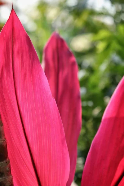 Hermosa Hojas Tropicales Rojas —  Fotos de Stock