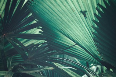 Yeşil tropik yaprakların güzelliği