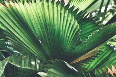 Yeşil tropik yaprakların güzelliği