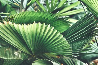 Yeşil tropik yaprakların güzelliği