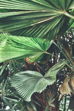 Yeşil tropik yaprakların güzelliği