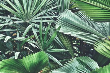 Yeşil tropik yaprakların güzelliği