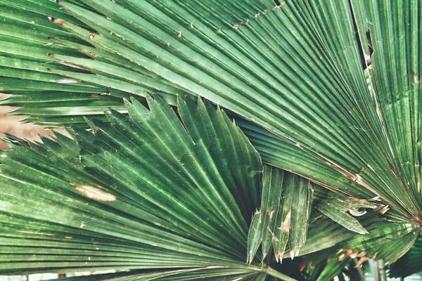 Yeşil Tropik Yaprakların Güzelliği — Stok fotoğraf