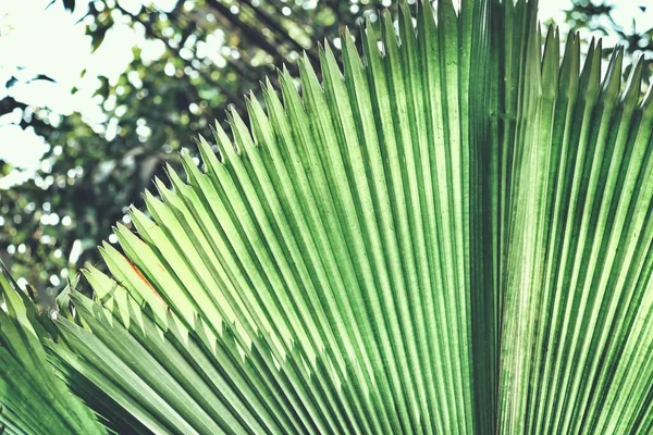 Bela Folhas Tropicais Verdes — Fotografia de Stock