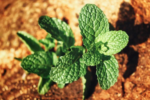 Mint Tanaman Daun Herbal — Stok Foto