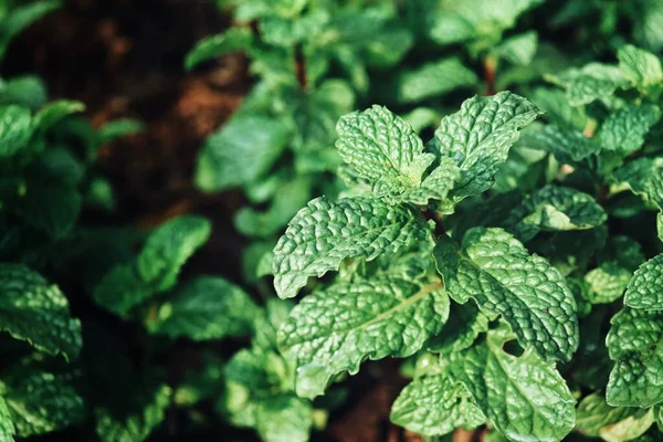 Hortelã Planta Erva Folha Ervas — Fotografia de Stock