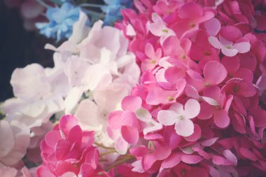 Pembe ortanca suni çiçeklerinin güzelliği