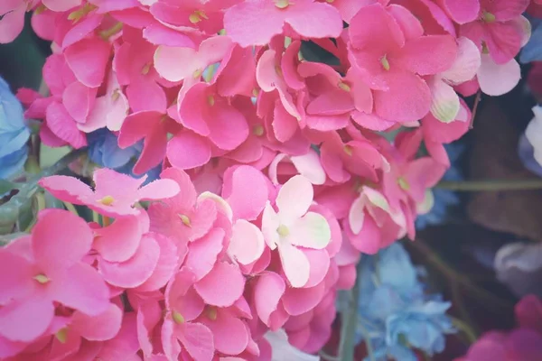 Krásné Růžové Hortenzie Umělé Květiny — Stock fotografie