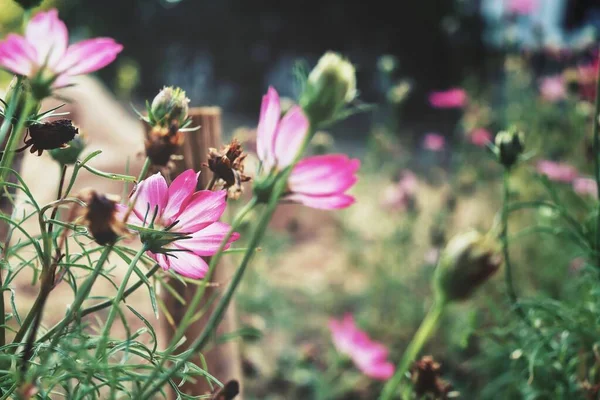 Bahçedeki Pembe Kozmos Çiçeklerinin Güzelliği — Stok fotoğraf