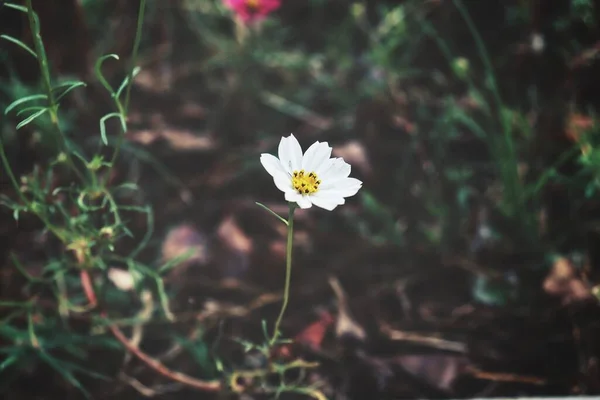 Belle Fleurs Cosmos Roses Dans Jardin — Photo