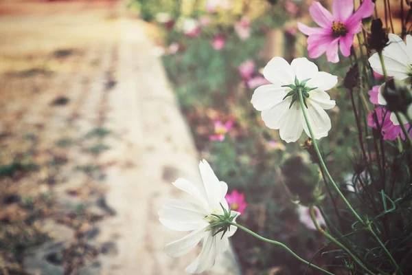 Bahçedeki Pembe Kozmos Çiçeklerinin Güzelliği — Stok fotoğraf