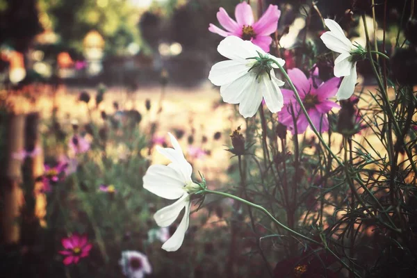 庭のピンクのコスモスの花の美しい — ストック写真