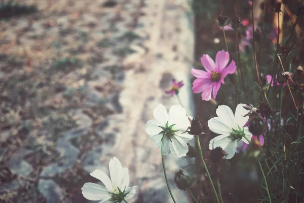 庭のピンクのコスモスの花の美しい — ストック写真