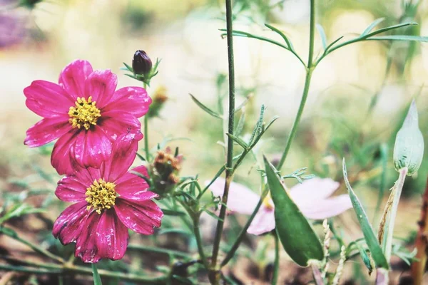 Gyönyörű Rózsaszín Kozmosz Virágok Kertben — Stock Fotó