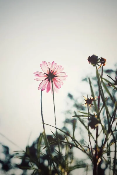 Красива Рожева Квітка Космосу Саду — стокове фото